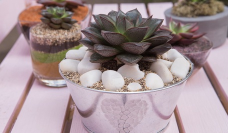 Суккуленты входят в моду
