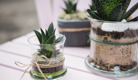 Композиции с суккулентами в оформлении интерьера