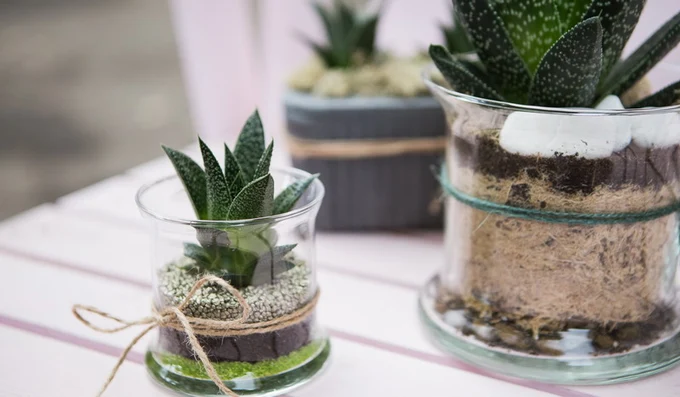 Композиции с суккулентами в оформлении интерьера