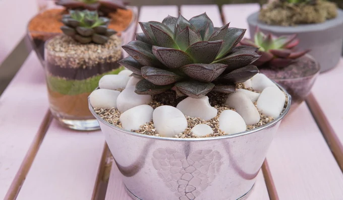 Суккуленты входят в моду